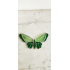 Grote vlinder - groen 